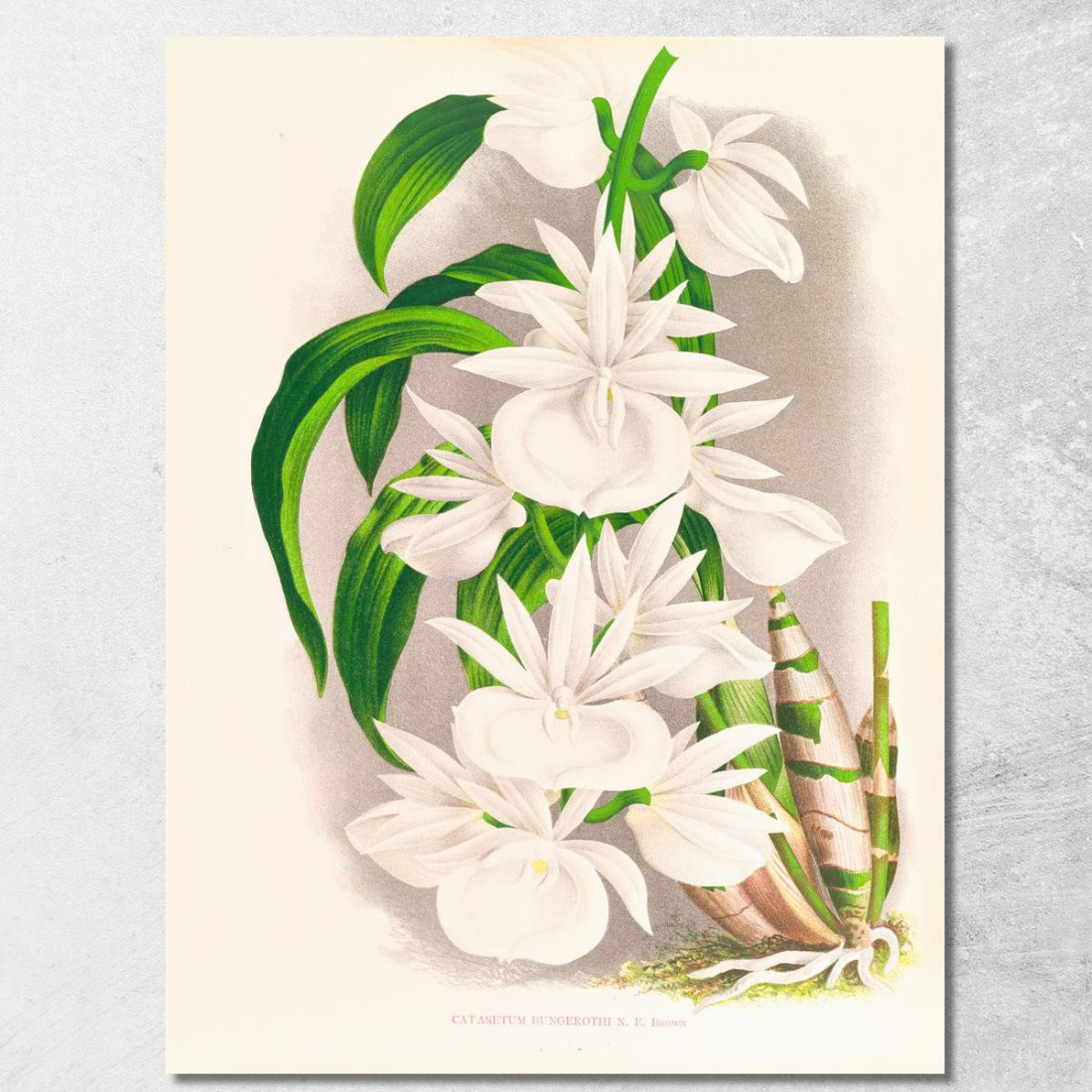 Illustrazioni Botaniche Catasetum Bungerothi Jean Jules Linden jjl20 quadro stampato su tela Illustrazioni Botaniche Catasetum Bungerothi Jean Jules Linden jjl20 quadro stampato su tela