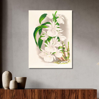 Illustrazioni Botaniche Catasetum Bungerothi Jean Jules Linden jjl20 quadro stampato su tela