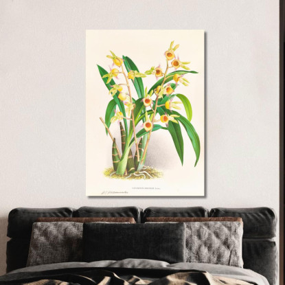 Illustrazioni Botaniche Catasetum Discolor Jean Jules Linden jjl21 quadro stampato su tela