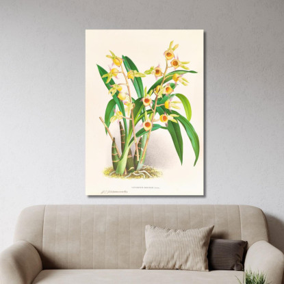 Illustrazioni Botaniche Catasetum Discolor Jean Jules Linden jjl21 quadro stampato su tela