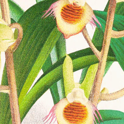Illustrazioni Botaniche Catasetum Discolor Jean Jules Linden jjl21 quadro stampato su tela