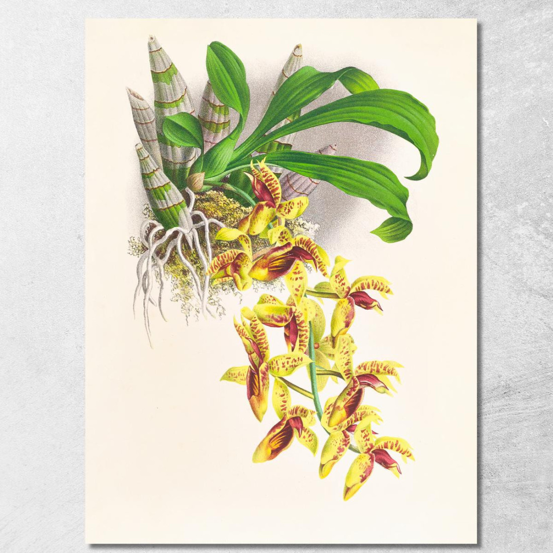 Illustrazioni Botaniche Catasetum Galeritum Jean Jules Linden jjl22 quadro stampato su tela Illustrazioni Botaniche Catasetum Galeritum Jean Jules Linden jjl22 quadro stampato su tela