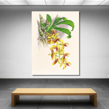 Illustrazioni Botaniche Catasetum Galeritum Jean Jules Linden jjl22 quadro stampato su tela