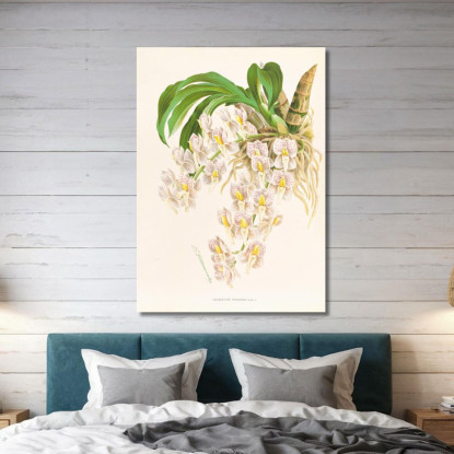 Illustrazioni Botaniche Catasetum Tigrinum Jean Jules Linden jjl25 quadro stampato su tela