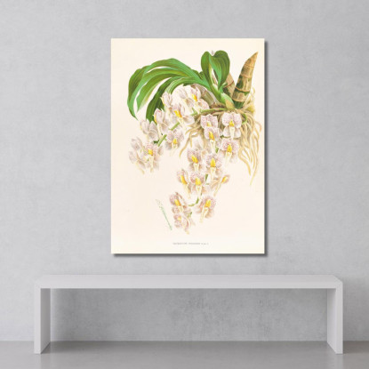 Illustrazioni Botaniche Catasetum Tigrinum Jean Jules Linden jjl25 quadro stampato su tela