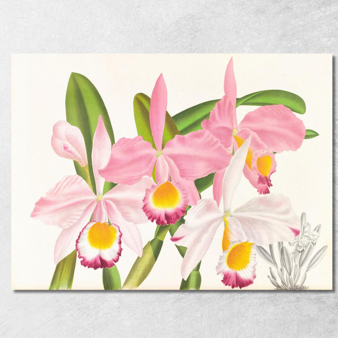 Illustrazioni Botaniche Cattleya Eldorado Jean Jules Linden jjl27 quadro stampato su tela Illustrazioni Botaniche Cattleya Eldorado Jean Jules Linden jjl27 quadro stampato su tela