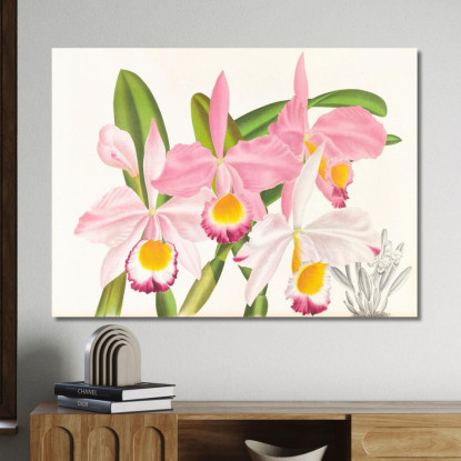 Illustrazioni Botaniche Cattleya Eldorado Jean Jules Linden jjl27 quadro stampato su tela