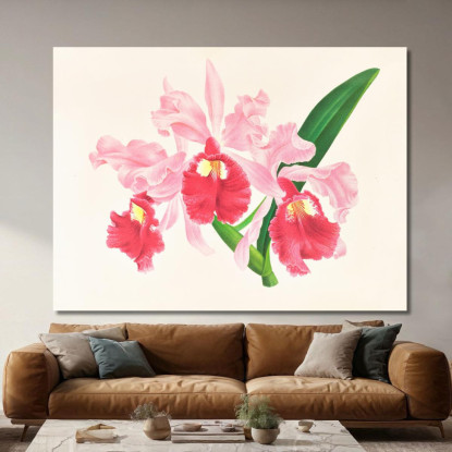 Illustrazioni Botaniche Cattleya Gigas Jean Jules Linden jjl28 quadro stampato su tela