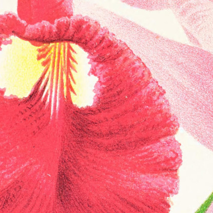 Illustrazioni Botaniche Cattleya Gigas Jean Jules Linden jjl28 quadro stampato su tela