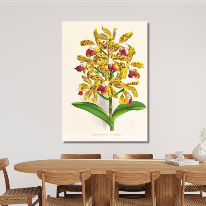 Illustrazioni Botaniche Cattleya Guttata Jean Jules Linden jjl29 quadro stampato su tela