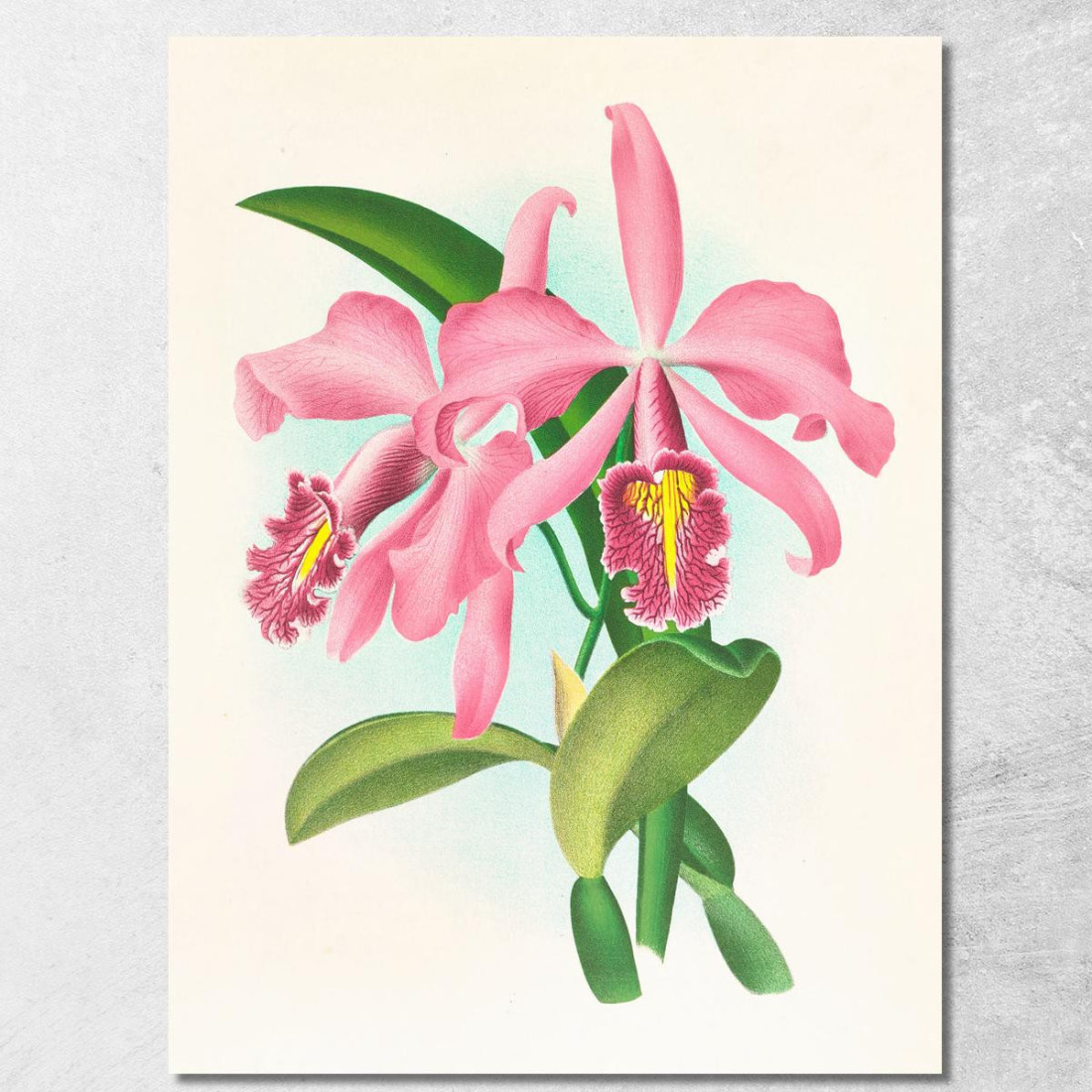 Illustrazioni Botaniche Cattleya Maxima. Jean Jules Linden jjl33 quadro stampato su tela Illustrazioni Botaniche Cattleya Maxima. Jean Jules Linden jjl33 quadro stampato su tela