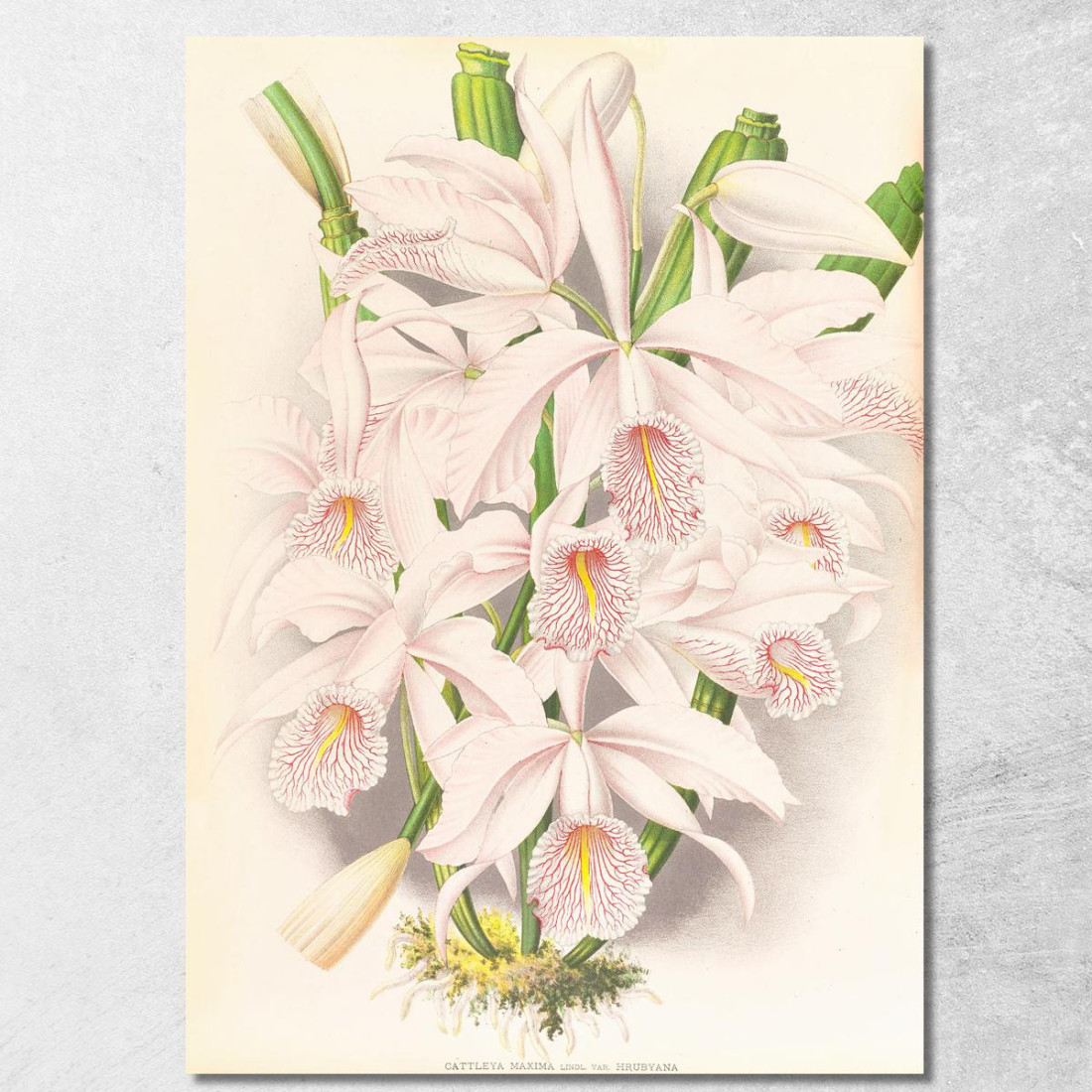 Illustrazioni Botaniche Cattleya Maxima Jean Jules Linden jjl34 quadro stampato su tela Illustrazioni Botaniche Cattleya Maxima Jean Jules Linden jjl34 quadro stampato su tela