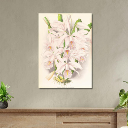 Illustrazioni Botaniche Cattleya Maxima Jean Jules Linden jjl34 quadro stampato su tela