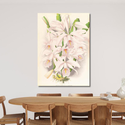 Illustrazioni Botaniche Cattleya Maxima Jean Jules Linden jjl34 quadro stampato su tela