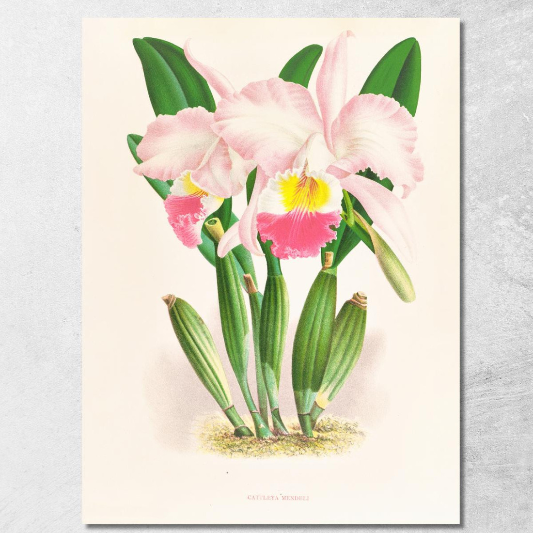 Illustrazioni Botaniche Cattleya Mendeli Jean Jules Linden jjl35 quadro stampato su tela Illustrazioni Botaniche Cattleya Mendeli Jean Jules Linden jjl35 quadro stampato su tela