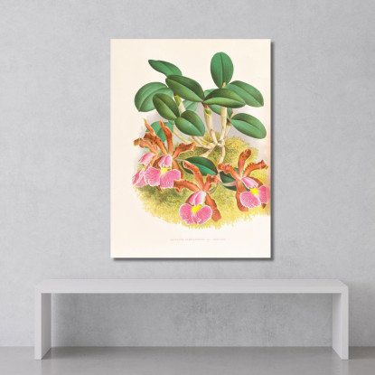 Illustrazioni Botaniche Cattleya Schilleriana Jean Jules Linden jjl38 quadro stampato su tela