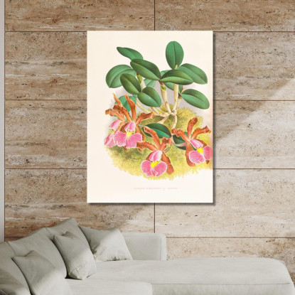 Illustrazioni Botaniche Cattleya Schilleriana Jean Jules Linden jjl38 quadro stampato su tela