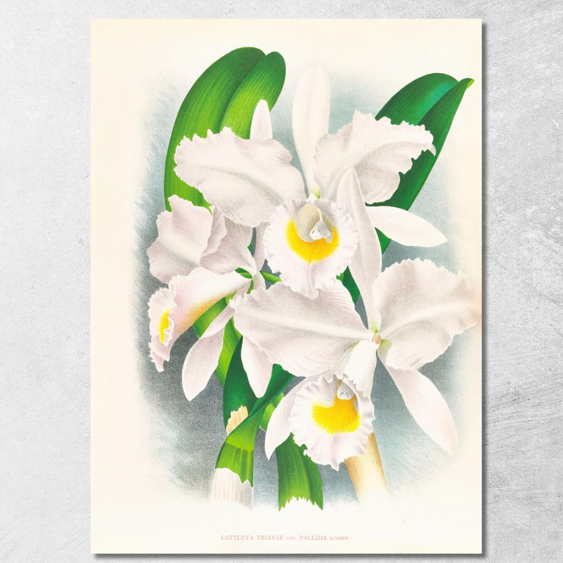 Illustrazioni Botaniche Cattleya Trianae Var Pallida Jean Jules Linden jjl40 quadro stampato su tela Illustrazioni Botaniche Cattleya Trianae Var Pallida Jean Jules Linden jjl40 quadro stampato su tela