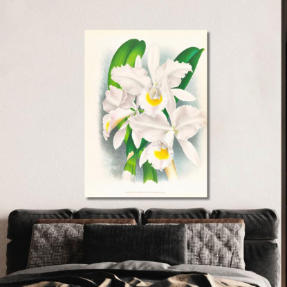 Illustrazioni Botaniche Cattleya Trianae Var Pallida Jean Jules Linden jjl40 quadro stampato su tela