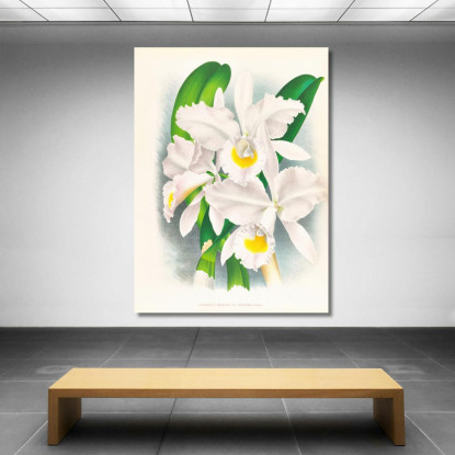 Illustrazioni Botaniche Cattleya Trianae Var Pallida Jean Jules Linden jjl40 quadro stampato su tela