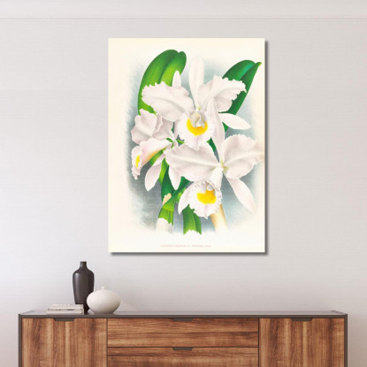 Illustrazioni Botaniche Cattleya Trianae Var Pallida Jean Jules Linden jjl40 quadro stampato su tela