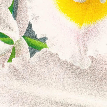 Illustrazioni Botaniche Cattleya Trianae Var Pallida Jean Jules Linden jjl40 quadro stampato su tela
