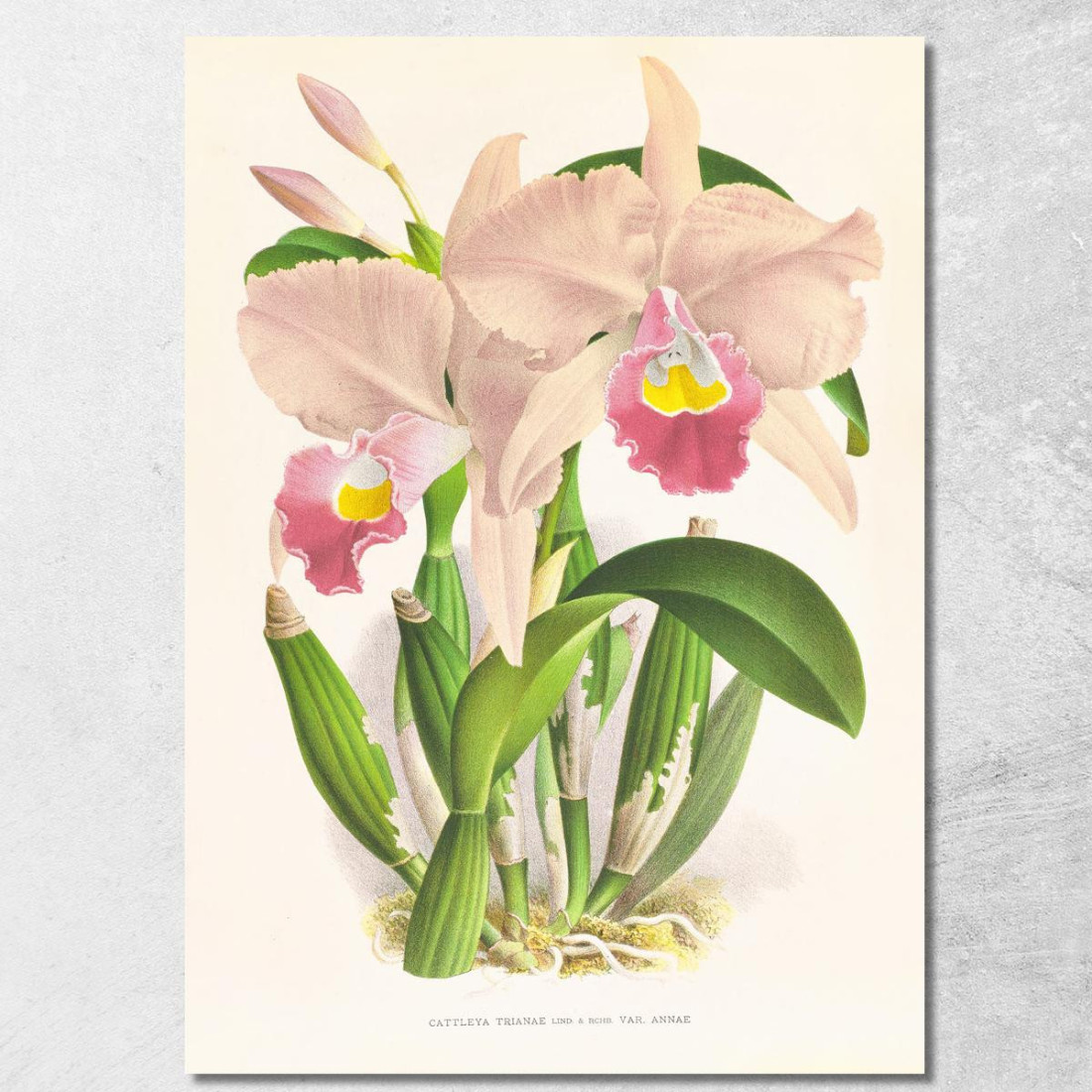 Illustrazioni Botaniche Cattleya Trianae. Jean Jules Linden jjl43 quadro stampato su tela Illustrazioni Botaniche Cattleya Trianae. Jean Jules Linden jjl43 quadro stampato su tela