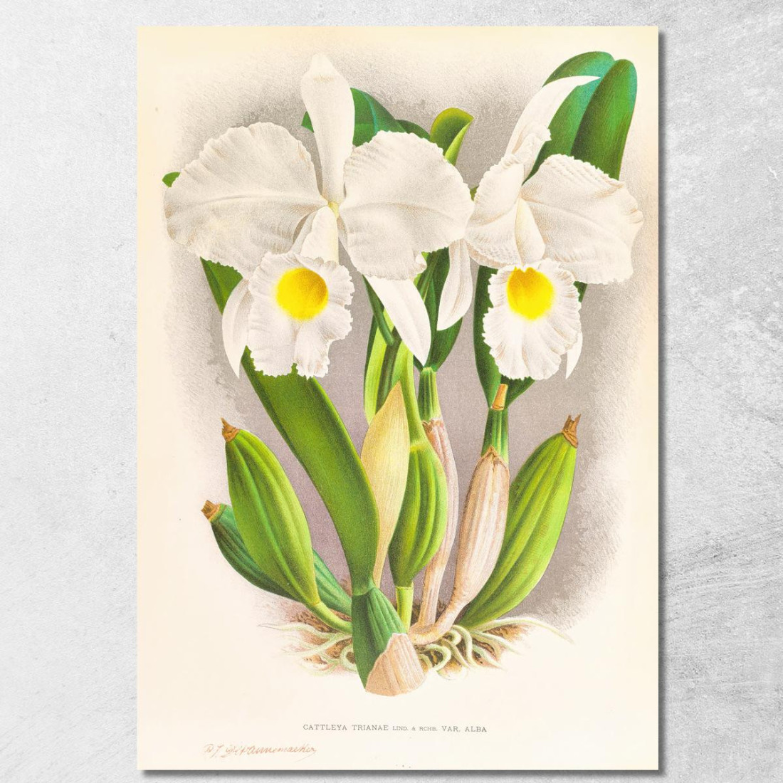 Illustrazioni Botaniche Cattleya Trianae Jean Jules Linden jjl44 quadro stampato su tela Illustrazioni Botaniche Cattleya Trianae Jean Jules Linden jjl44 quadro stampato su tela