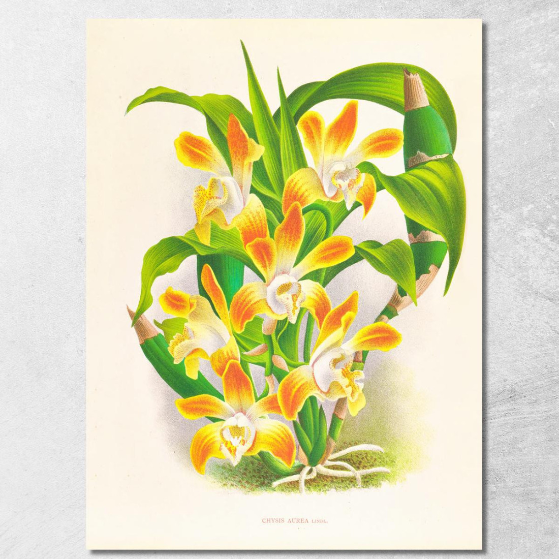 Illustrazioni Botaniche Chysis Aurea Jean Jules Linden jjl45 quadro stampato su tela Illustrazioni Botaniche Chysis Aurea Jean Jules Linden jjl45 quadro stampato su tela