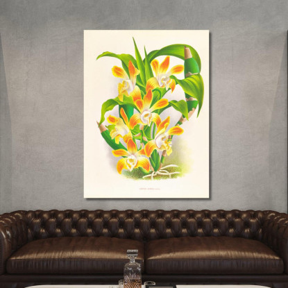 Illustrazioni Botaniche Chysis Aurea Jean Jules Linden jjl45 quadro stampato su tela