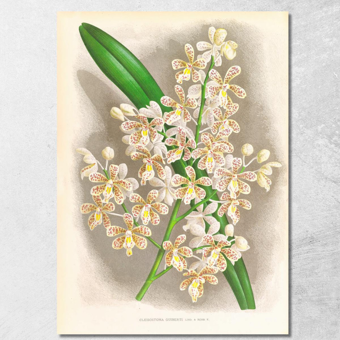 Illustrazioni Botaniche Cleisostoma Guiberti Jean Jules Linden jjl47 quadro stampato su tela Illustrazioni Botaniche Cleisostoma Guiberti Jean Jules Linden jjl47 quadro stampato su tela