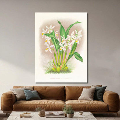 Illustrazioni Botaniche Coelogyne Ocellata Jean Jules Linden jjl48 quadro stampato su tela