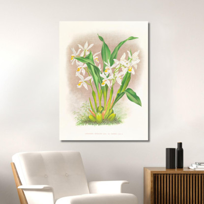 Illustrazioni Botaniche Coelogyne Ocellata Jean Jules Linden jjl48 quadro stampato su tela