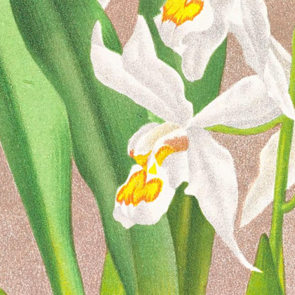 Illustrazioni Botaniche Coelogyne Ocellata Jean Jules Linden jjl48 quadro stampato su tela