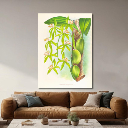 Illustrazioni Botaniche Coelogyne Peltastes Jean Jules Linden jjl49 quadro stampato su tela