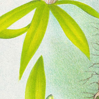 Illustrazioni Botaniche Coelogyne Peltastes Jean Jules Linden jjl49 quadro stampato su tela