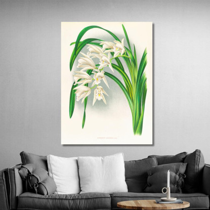 Illustrazioni Botaniche Cymbidium Mastersi Jean Jules Linden jjl51 quadro stampato su tela
