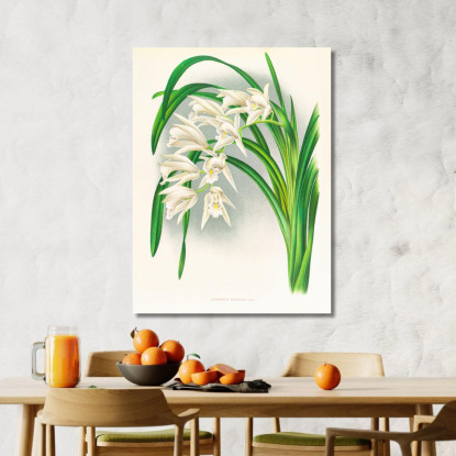 Illustrazioni Botaniche Cymbidium Mastersi Jean Jules Linden jjl51 quadro stampato su tela