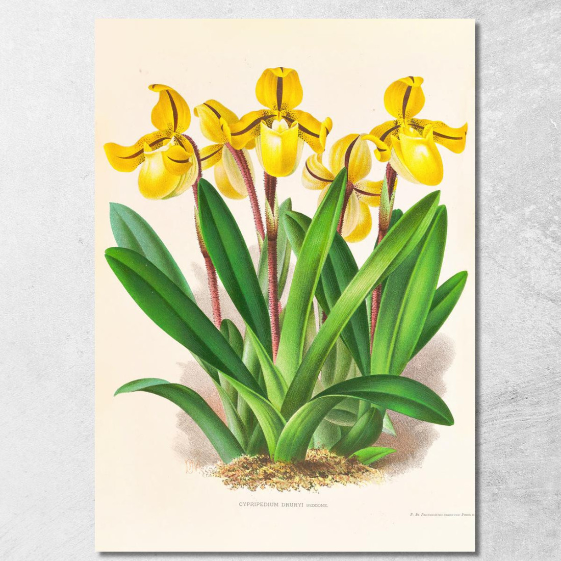 Illustrazioni Botaniche Cypripedium Druryi Jean Jules Linden jjl54 quadro stampato su tela Illustrazioni Botaniche Cypripedium Druryi Jean Jules Linden jjl54 quadro stampato su tela