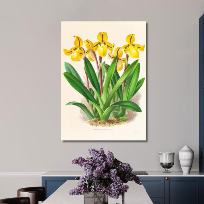 Illustrazioni Botaniche Cypripedium Druryi Jean Jules Linden jjl54 quadro stampato su tela