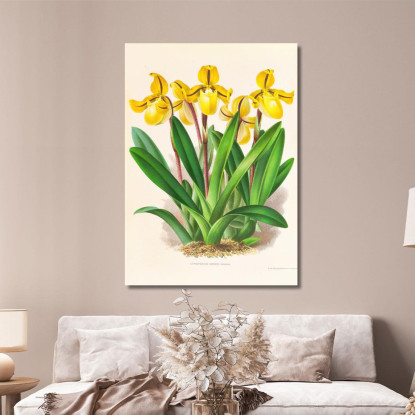Illustrazioni Botaniche Cypripedium Druryi Jean Jules Linden jjl54 quadro stampato su tela