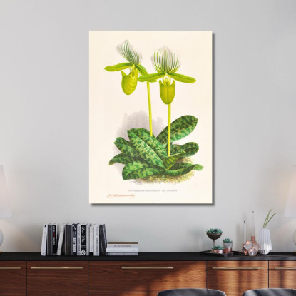 Illustrazioni Botaniche Cypripedium Lawrenceanum Var Hyeanum Jean Jules Linden jjl56 quadro stampato su tela