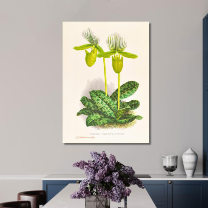 Illustrazioni Botaniche Cypripedium Lawrenceanum Var Hyeanum Jean Jules Linden jjl56 quadro stampato su tela