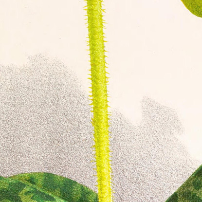 Illustrazioni Botaniche Cypripedium Lawrenceanum Var Hyeanum Jean Jules Linden jjl56 quadro stampato su tela