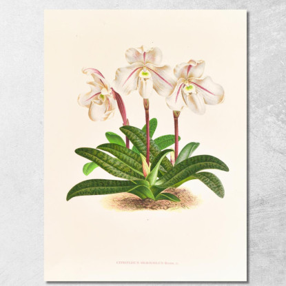 Illustrazioni Botaniche Cypripedium Microchilum Jean Jules Linden jjl57 quadro stampato su tela