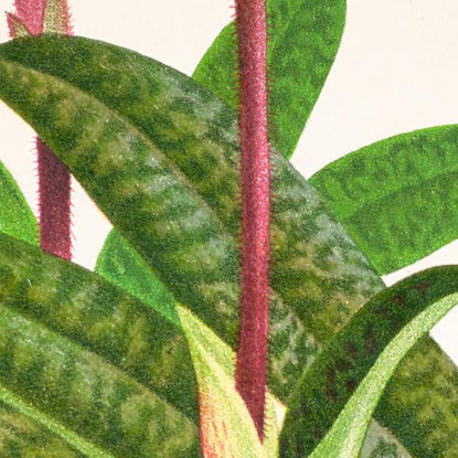 Illustrazioni Botaniche Cypripedium Microchilum Jean Jules Linden jjl57 quadro stampato su tela