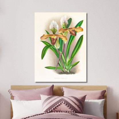 Illustrazioni Botaniche Cypripedium Nitens Jean Jules Linden jjl58 quadro stampato su tela
