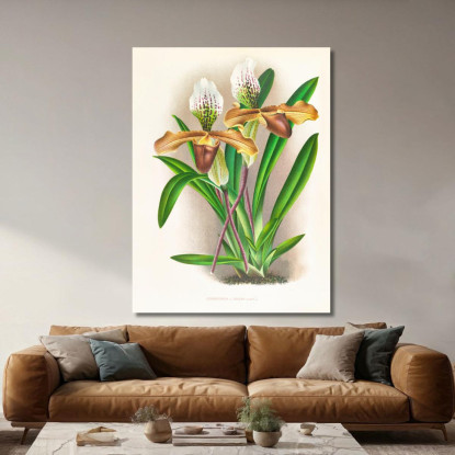 Illustrazioni Botaniche Cypripedium Nitens Jean Jules Linden jjl58 quadro stampato su tela