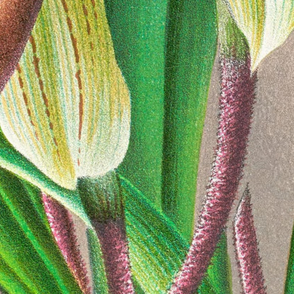 Illustrazioni Botaniche Cypripedium Nitens Jean Jules Linden jjl58 quadro stampato su tela