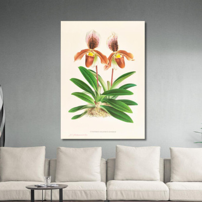 Illustrazioni Botaniche Cypripedium Oenanthum Superbum Jean Jules Linden jjl59 quadro stampato su tela